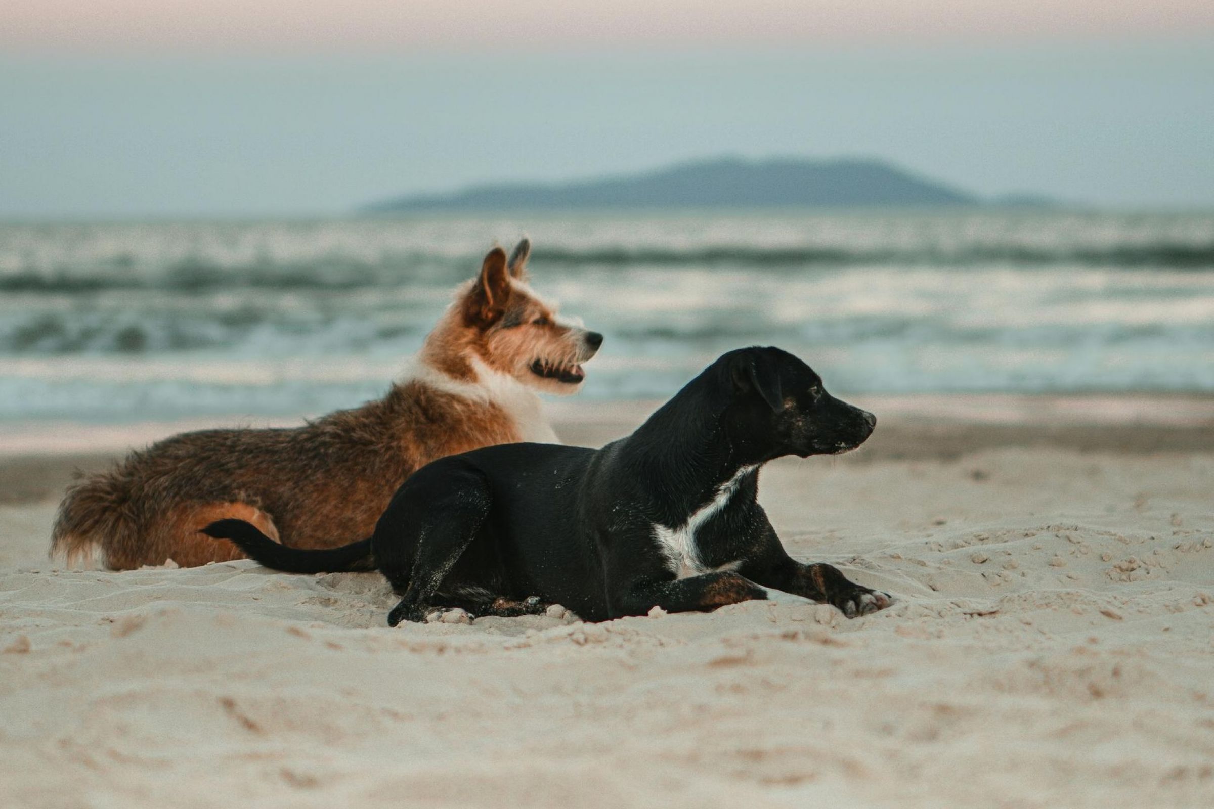 Dogs enjoying a pet-friendly beach lifestyle near luxury apartments in Naples, FL